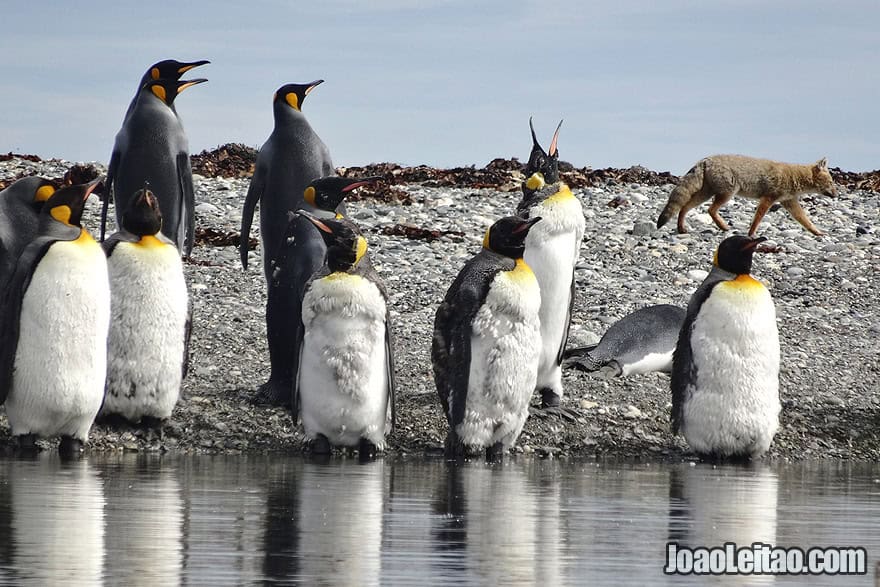 Photo of FOX trying to hunt a KING PENGUIN in Tierra del Fuego, Chile