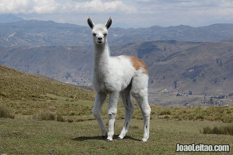 Baby LAMA in the Andes Mountains, Ecuador.