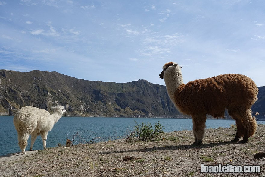 Photo of baby and mother LAMA in Quilotoa crater lake, Ecuador