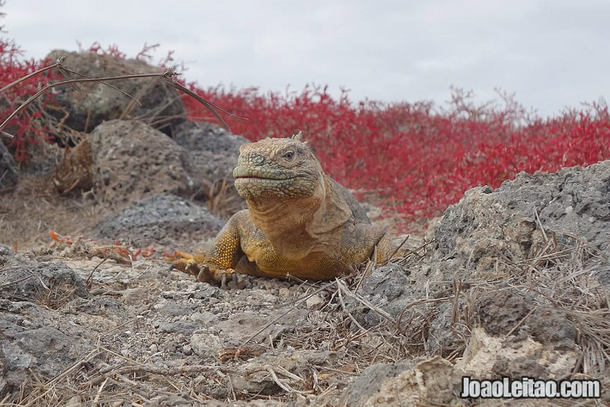 Photo of yellow LAND IGUANA in Galapagos, Ecuador