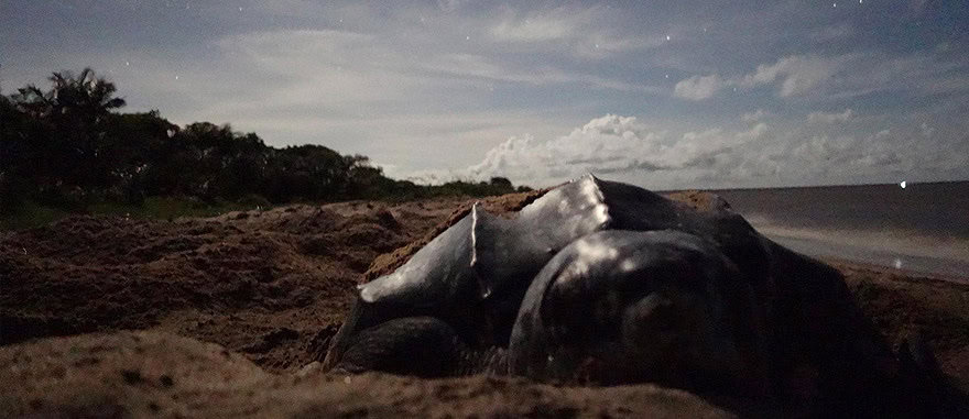 Leatherback sea turtle in Awala Beach in French Guiana