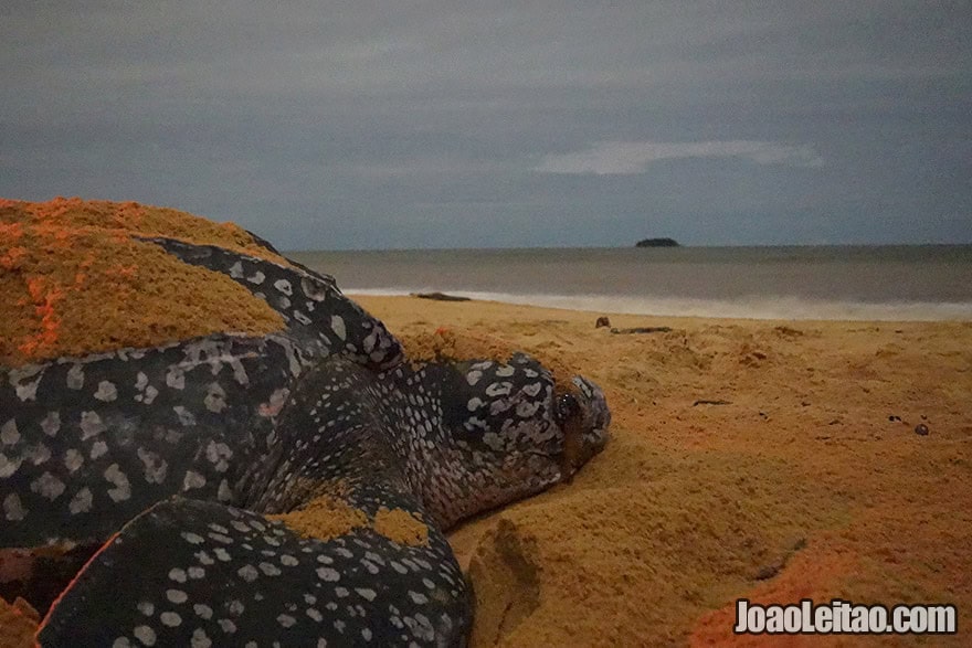 Photo of LEATHERBACK SEA TURTLE on the beach in Cayenne, French Guiana