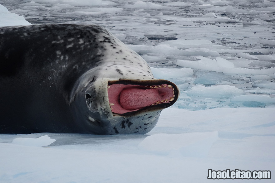 Photo of LEOPARD SEAL with an 180º killer jaw, Antarctica.