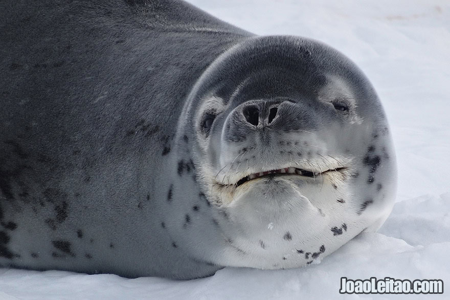 Photo of LEOPARD SEAL smiling in Antarctica
