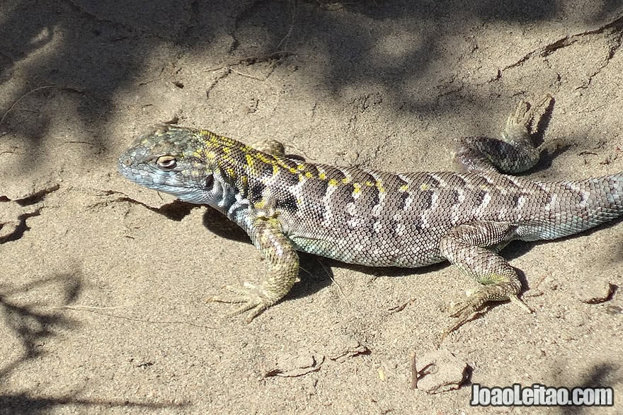 Photo of LIZARD in Valdes Peninsula, Argentina