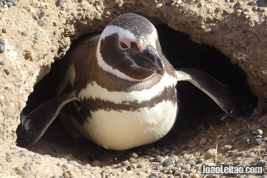 Photo of MAGELLANIC PENGUIN in Patagonia, southern Argentina