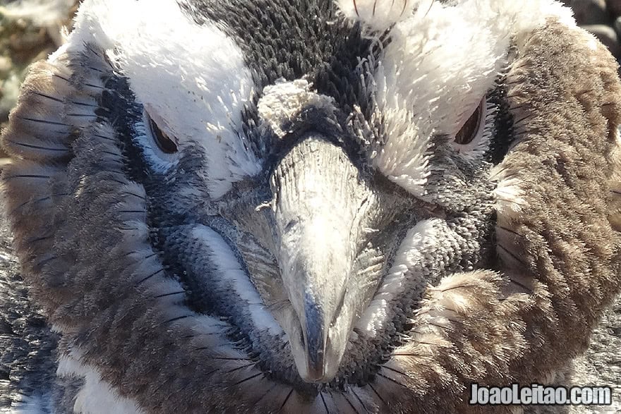 Photo of MAGELLANIC PENGUIN - bad ass looking face, Argentina