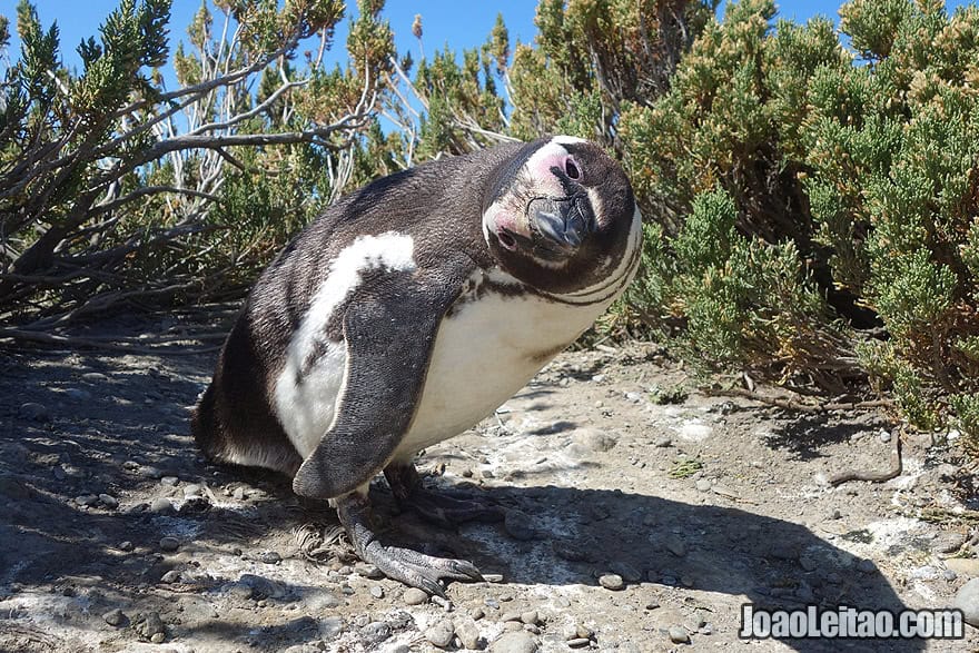 Photo of curious MAGELLANIC PENGUIN, Argentina