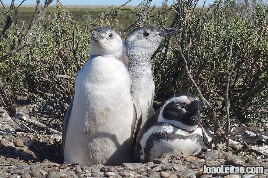 Photo of MAGELLANIC PENGUINS, two Babies, and mother in Patagonia, Argentina