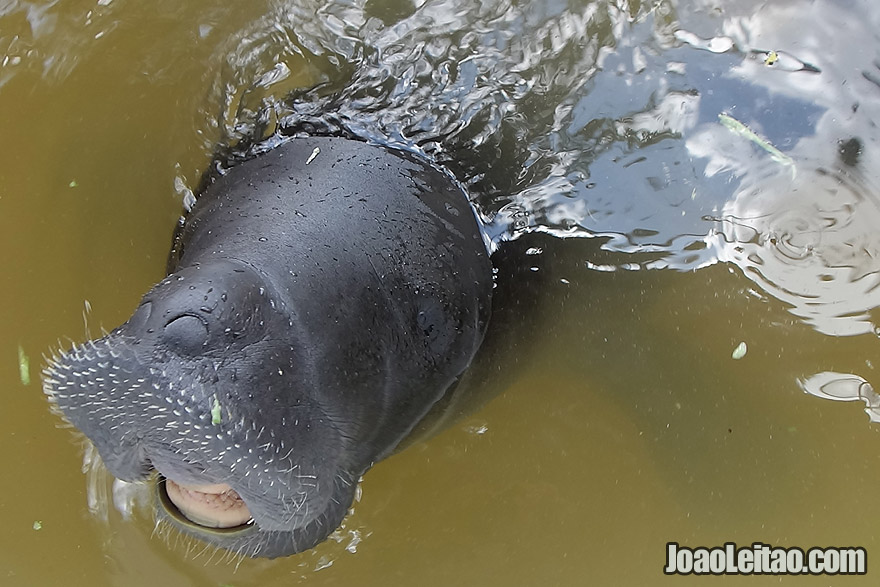 Photo of orphan baby MANATEE in an Amazon animal orphanage, Per