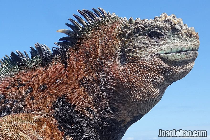 Photo of MARINE IGUANA face detail in Galapagos, Ecuador