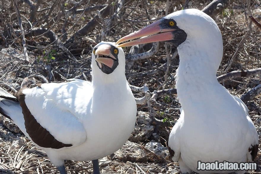 Photo of NAZCA BOOBIES in Galapagos, Ecuador