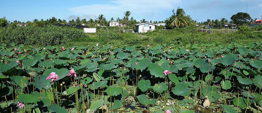 New Amsterdam Guyana