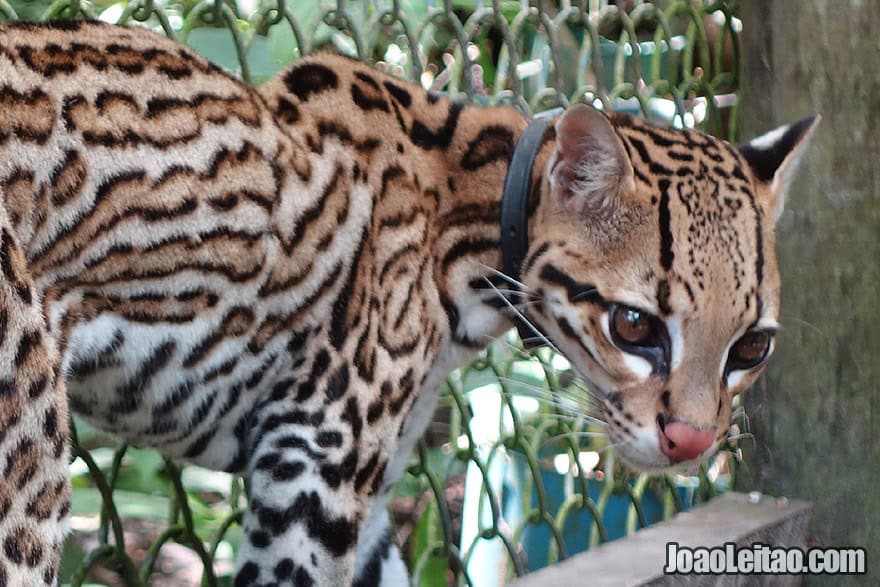 Photo of wounded OCELOT being treated in an Animal Sanctuary and rescue center, Peru