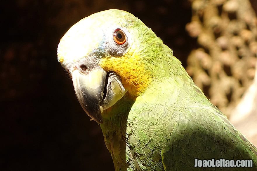 Photo of ORANGE WINGED AMAZON PARROT, Brazil