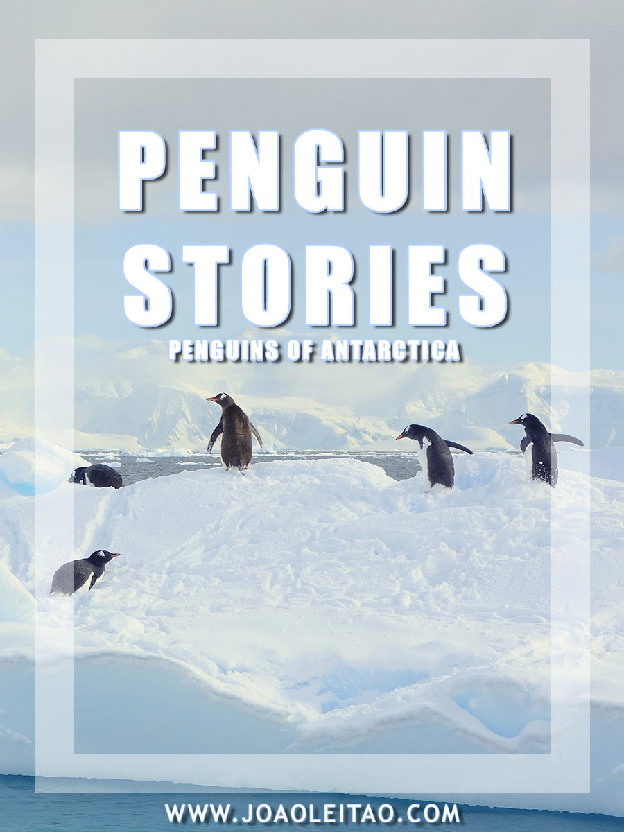 Penguin Stories of Antarctica - Surviving Petermann Island