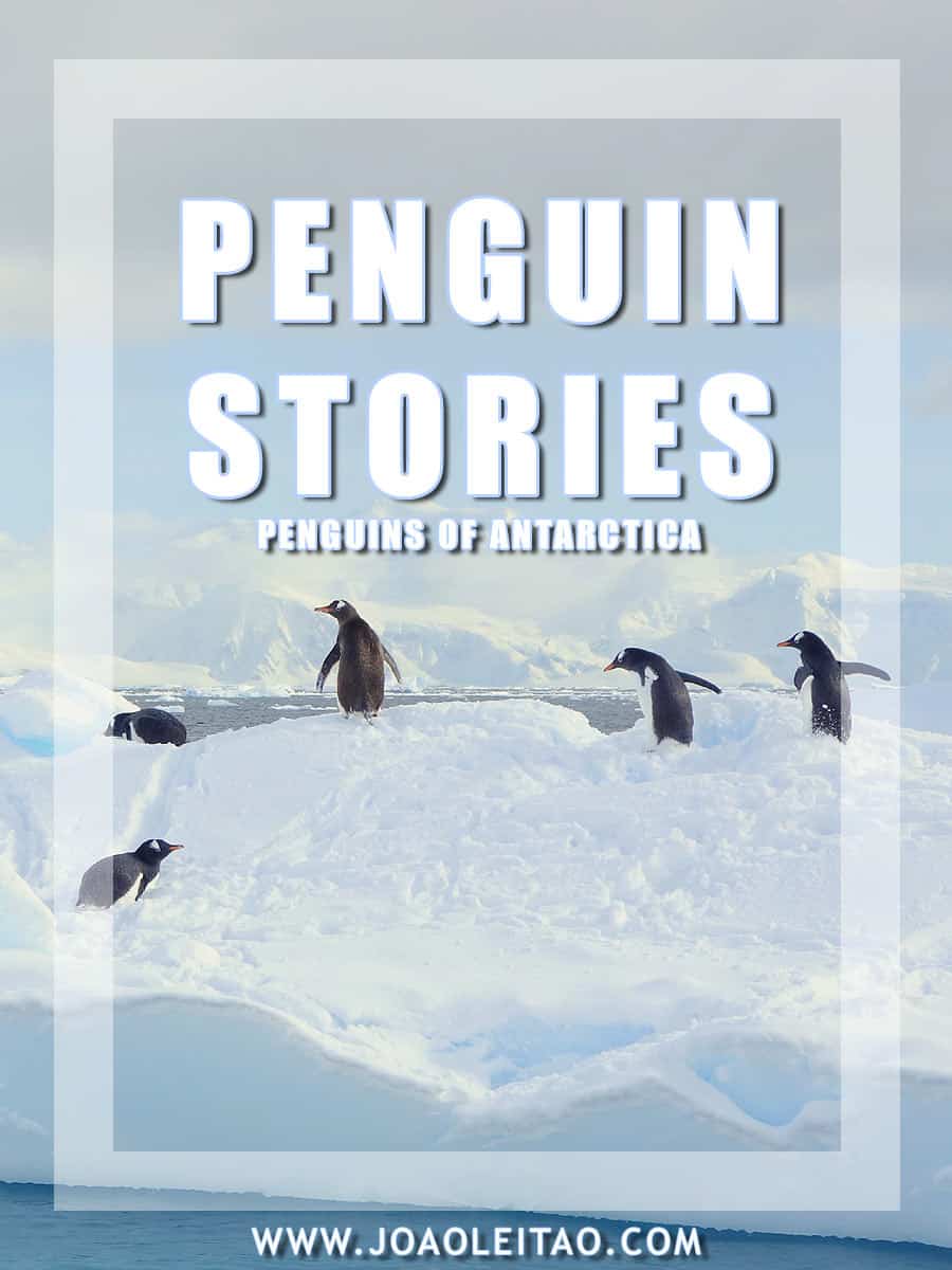 Penguin Stories of Antarctica - Surviving Petermann Island