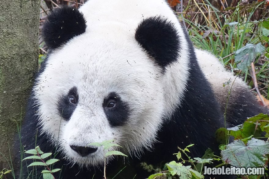 Photo of fluffy PANDA, China