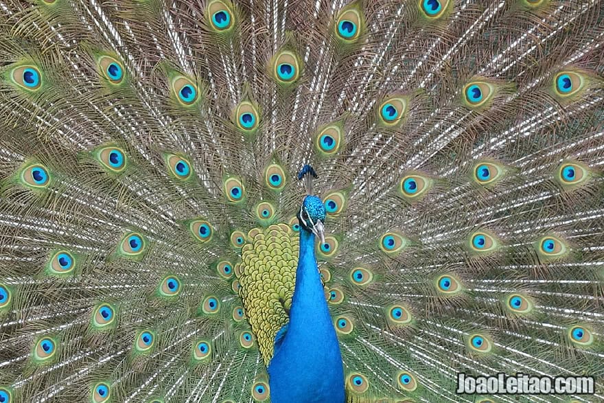 Photo of gorgeous PEACOCK in Australia