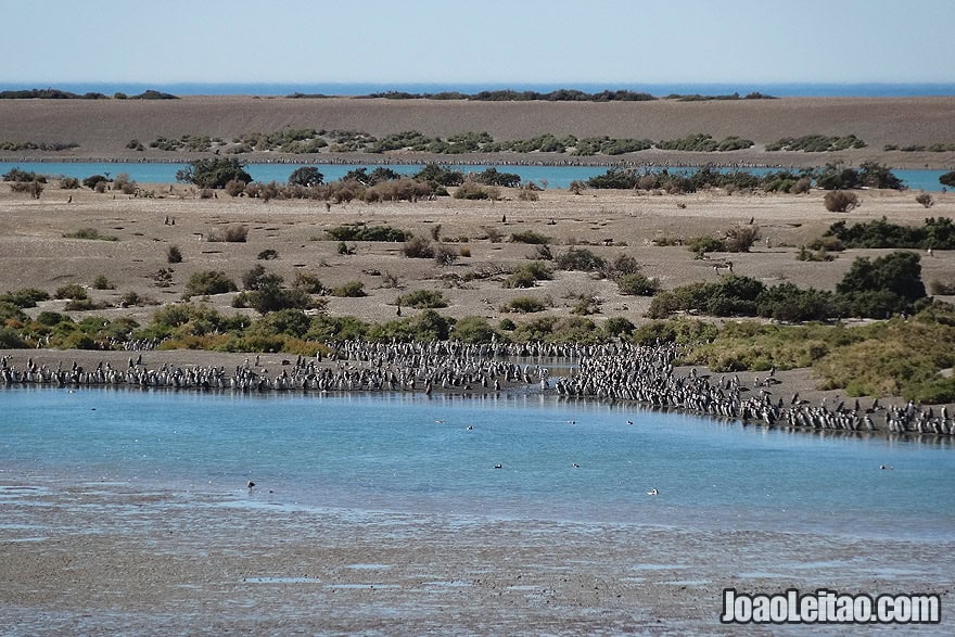 Photo of A PENGUIN Colony in Valdes Peninsula, Argentina.
