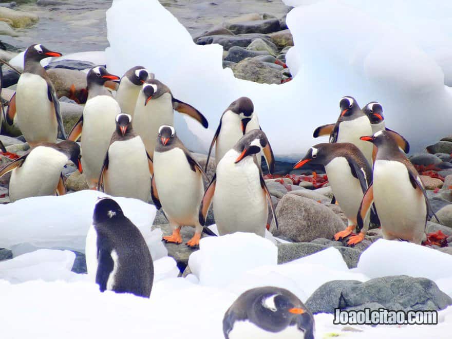 Penguins in Antarctica