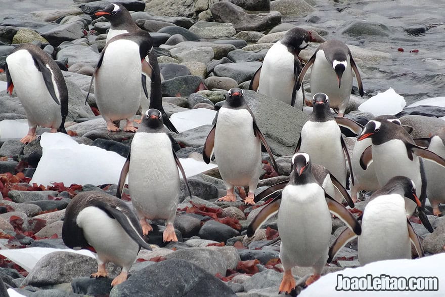 Photo of GENTOO PENGUINS coming out from the water after fishing in Antarctica