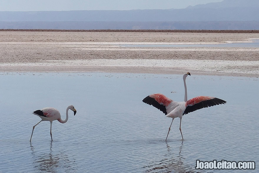 Photo of PINK FLAMINGOS in the Atacama Desert, Chile