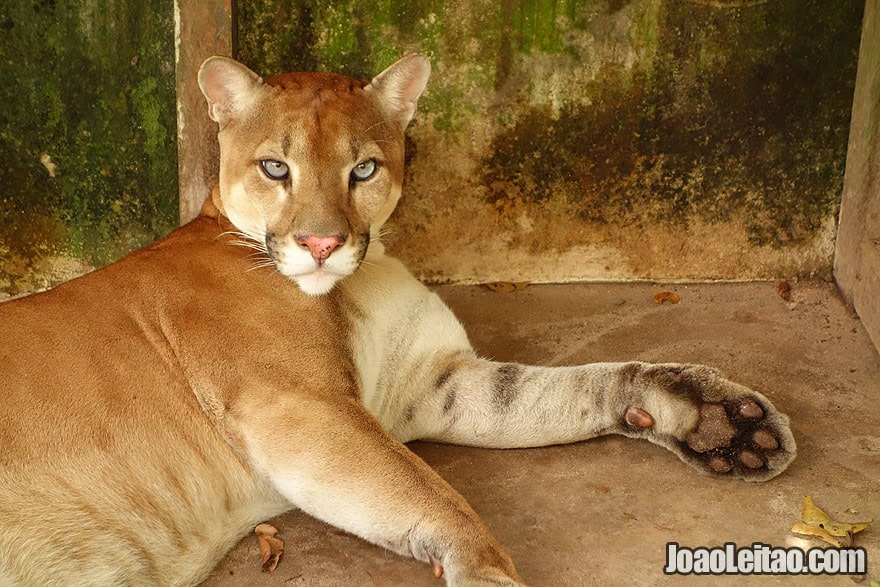 Photo of orphan PUMA or COUGAR in an animal rescue center in the Brazilian Amazon Forest