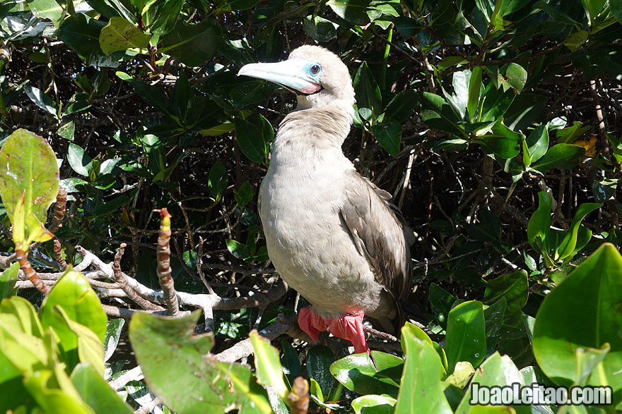 Photo of RED-FOOTED BOOBY in Galapagos, Ecuador