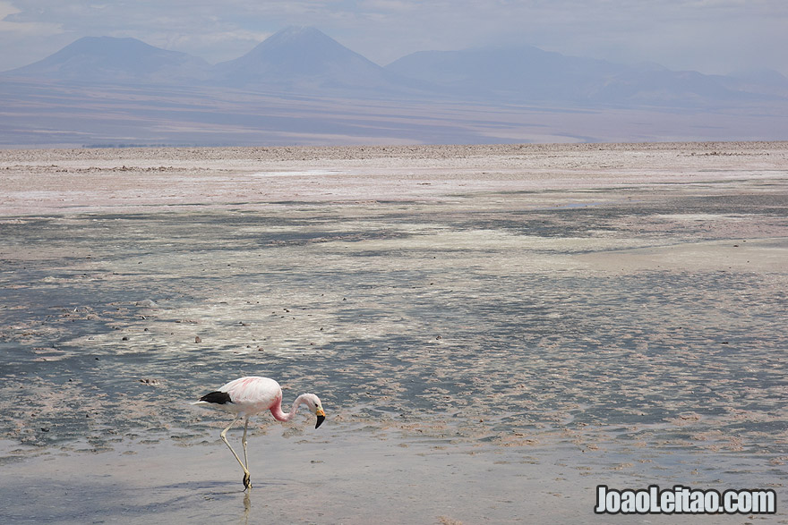 Photo of Flamingo in Salt Lake of Salar de Atacama Desert Chile