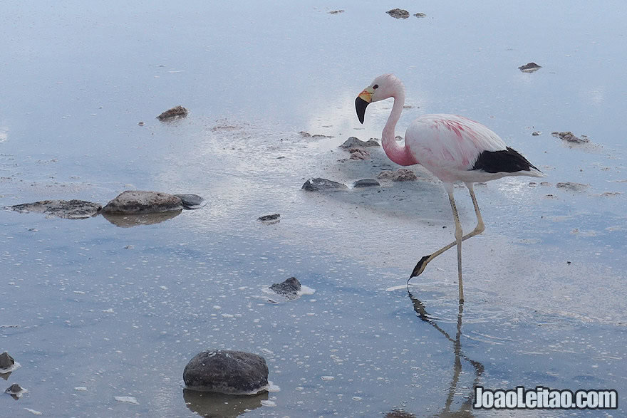 Photo of Flamingo in Salt Lake of Salar de Atacama Desert Chile