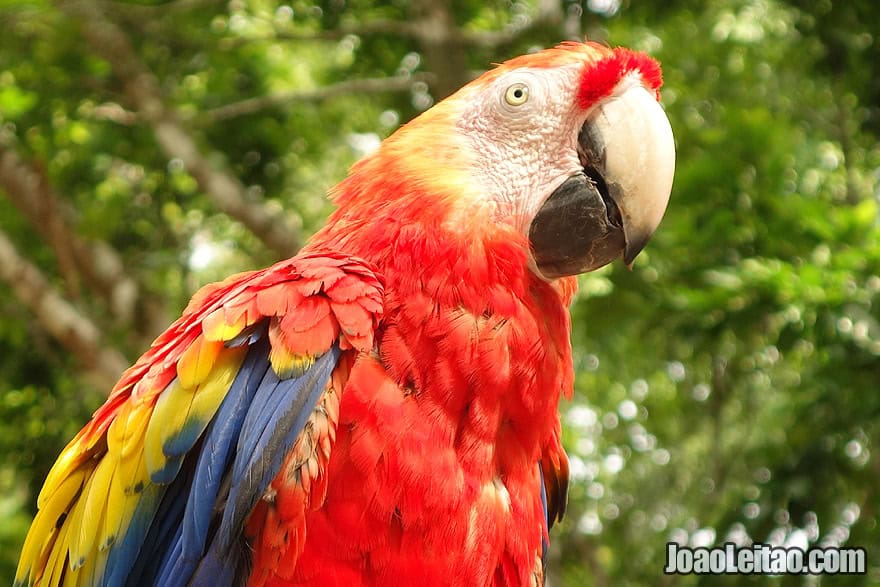 Photo of beautiful SCARLET MACAW, Honduras