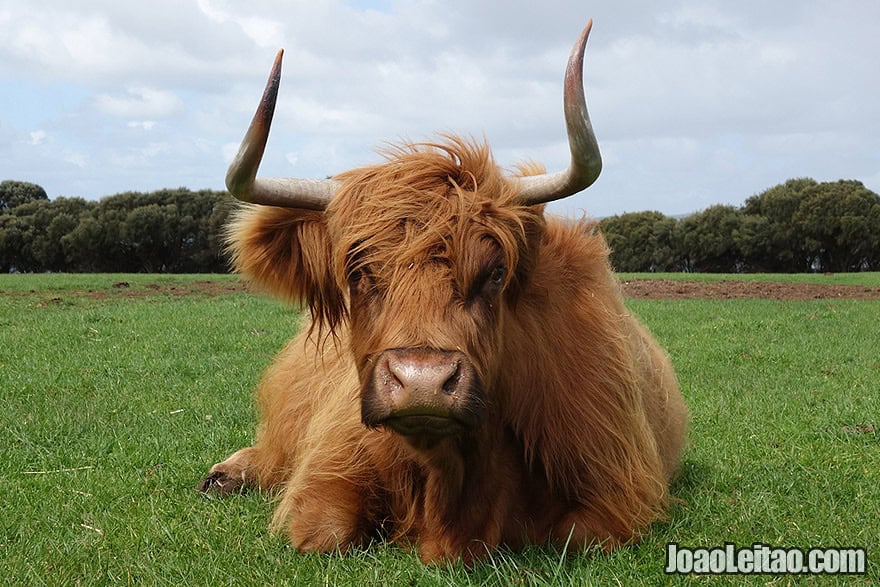 Photo of hairy SCOTTISH COW in Australia