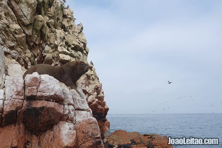 Photo of SEA LION in Ballestas Islands, Peru