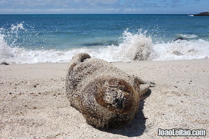 Photo of Adorable Baby SEA LION covered with sand in Galapagos, Ecuador