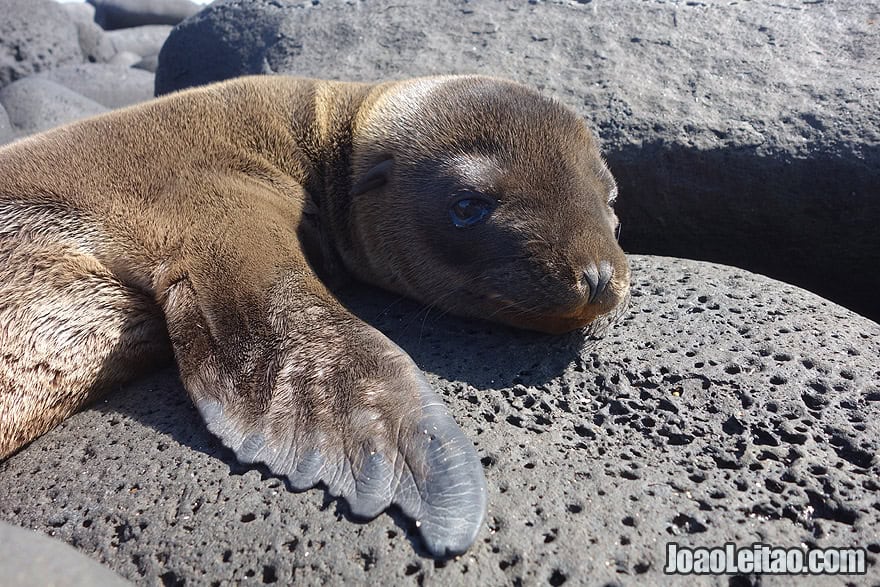 Photo of cute little baby SEA LION in Galapagos, Ecuador