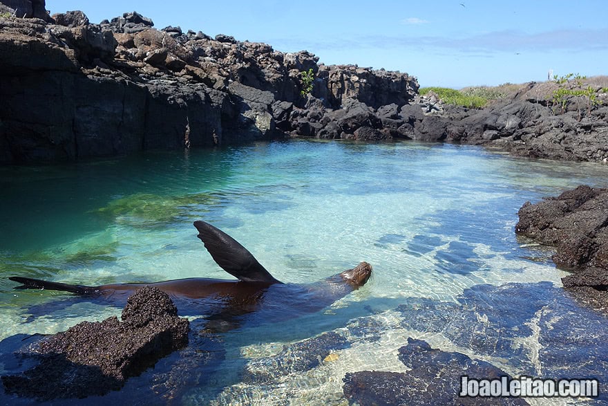 Photo of SEA LION swimming in Galapagos Islands, Ecuador