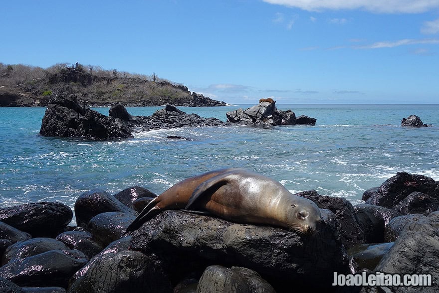 Photo of SEA LION sleeping in Galapagos, Ecuador