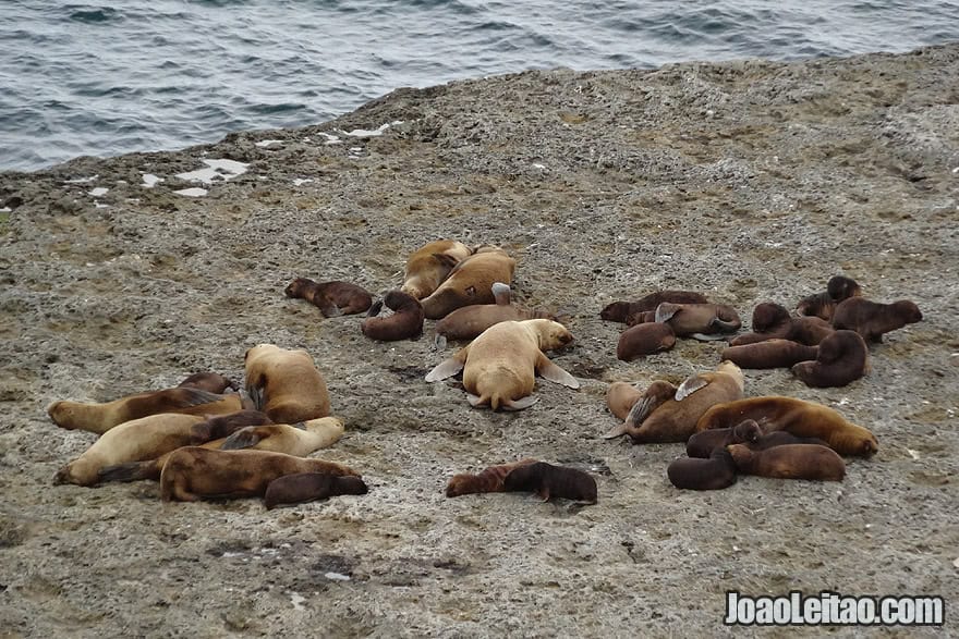 Photo of SEA LIONS in Valdes Peninsula, Argentina