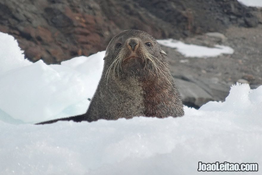 Photo of SEAL looking curious, Antarctica