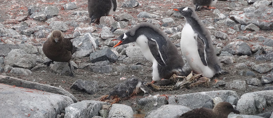 Skua Killing Penguin, Petermann Island Antarctica 