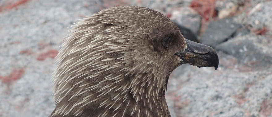 South Polar Skua in Petermann Island