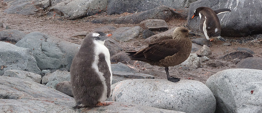 Skua Hunting Penguins, Petermann Island Antarctica 
