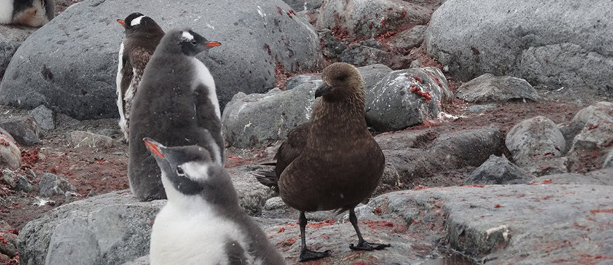 Skua Hunting Penguins, Petermann Island Antarctica 