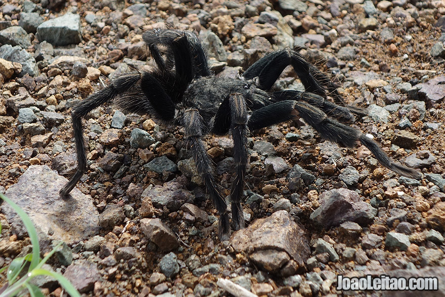 Photo of TARANTULA spider in the Andes Mountains, Peru