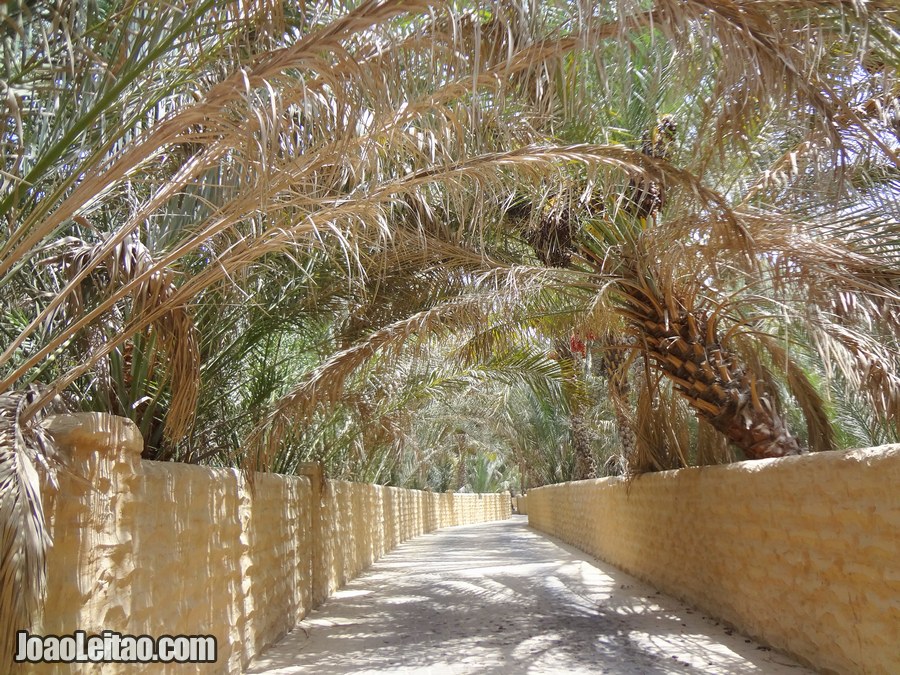 Visit Al Ain Oasis United Arab Emirates