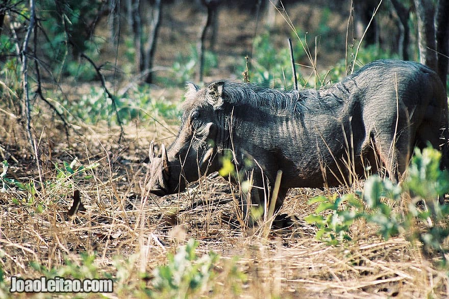 Warthog in Niokolo-Koba National Park Senegal