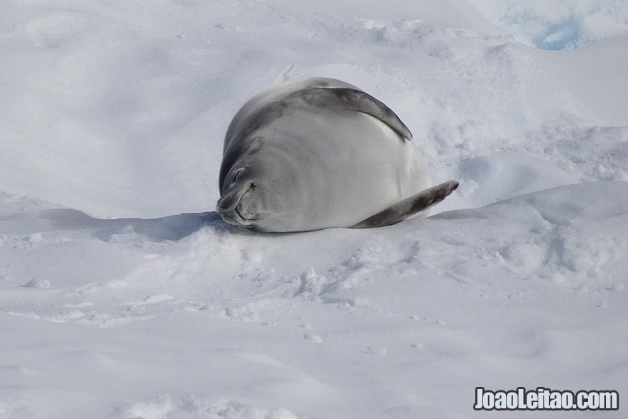 Photo of WEDDELL SEAL sleeping in Antarctica