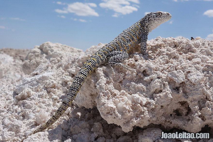 White Salt Flat Lizard in Atacama Chile