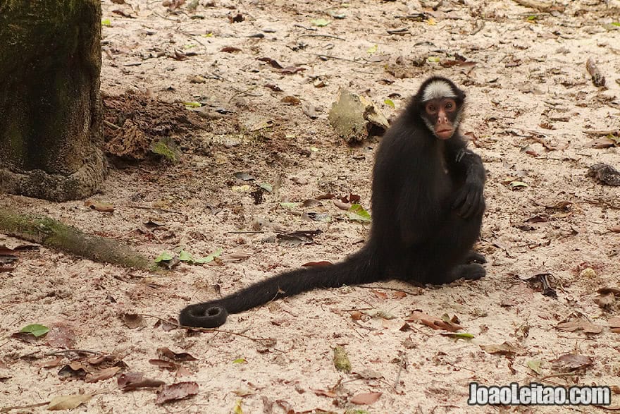 Photo of endangered WHITE WHISKERED SPIDER MONKEY in an Amazon rescue animal center, Brazil